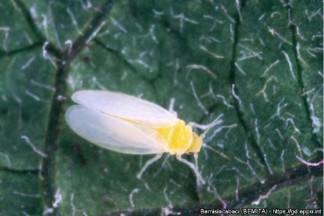 Tabakswittevlieg (Bemisia tabaci) op een blad